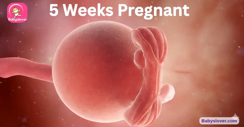 5 weeks pregnant, 5 weeks pregnant symptoms, baby heartbeat 5 weeks, morning sickness, baby development week 5