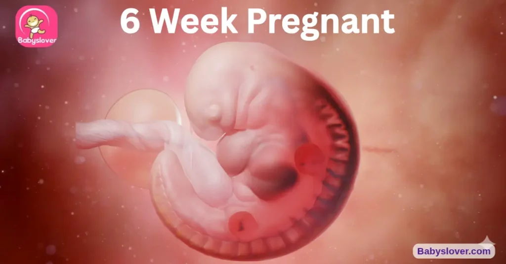 6 weeks pregnant, 6 weeks pregnant symptoms, 6 week ultrasound, heartbeat 6 weeks, baby development week 6, sweet pea baby, first trimester