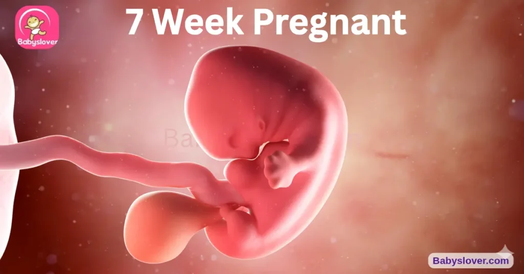 7 weeks pregnant, 7 weeks pregnant symptoms, baby size 7 weeks, blueberry baby, baby development week 7, first prenatal visit, first trimester