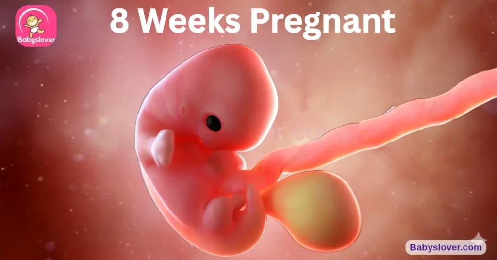 8 weeks pregnant, 8 weeks pregnant symptoms, baby size 8 weeks, raspberry baby, 8 week ultrasound, first prenatal visit, heart rate 8 weeks, baby development week 8, first trimester