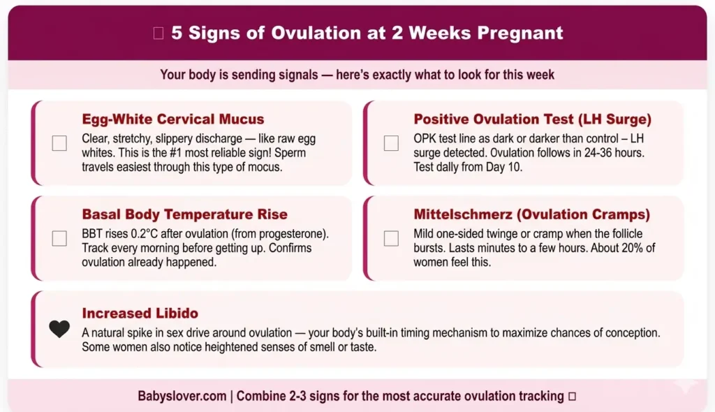 Signs of Ovulation 2 Weeks Pregnant Symptoms