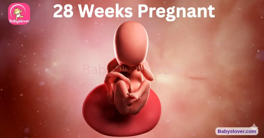 baby development at 28 weeks pregnant size weight milestones