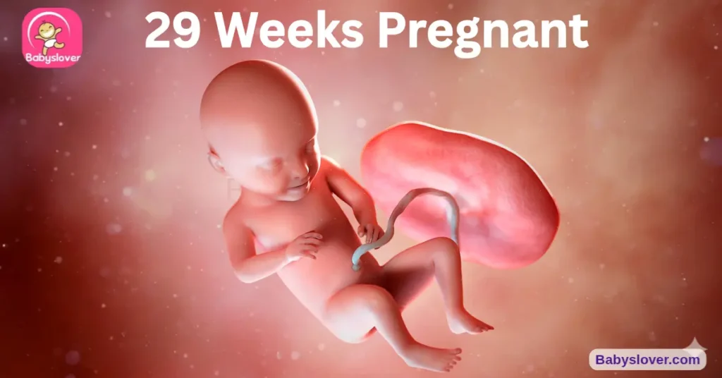 baby development at 29 weeks pregnant butternut squash size weight milestones