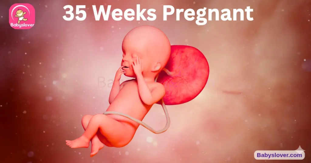 Baby Development 35 Weeks Pregnant Baby Belly Size.Length ,Weight,Hcg Level