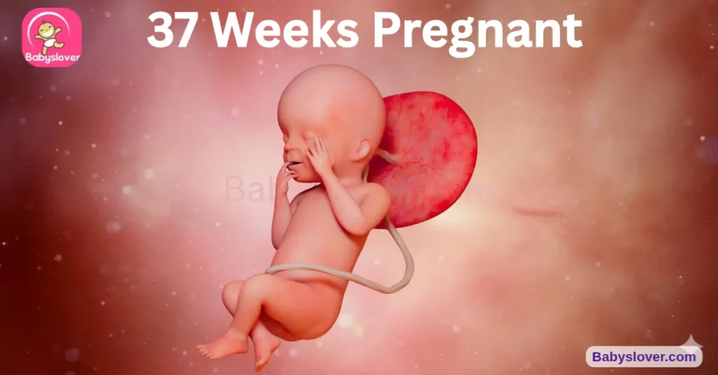 Baby Development 37 Weeks Pregnant Baby Belly Size.Length ,Weight,Hcg Level