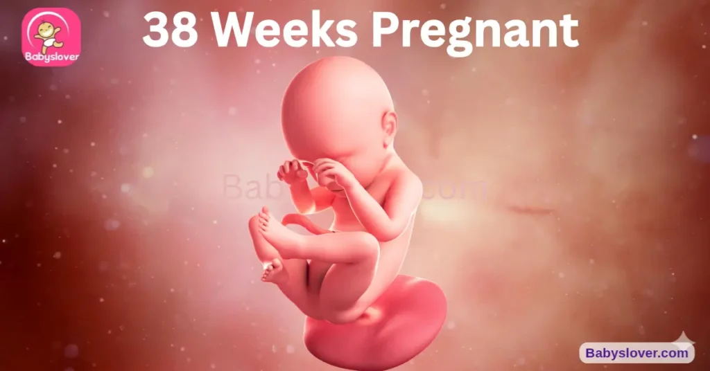 baby-development-38-weeks-pregnant Baby belly size.Length ,Weight,hcg leve