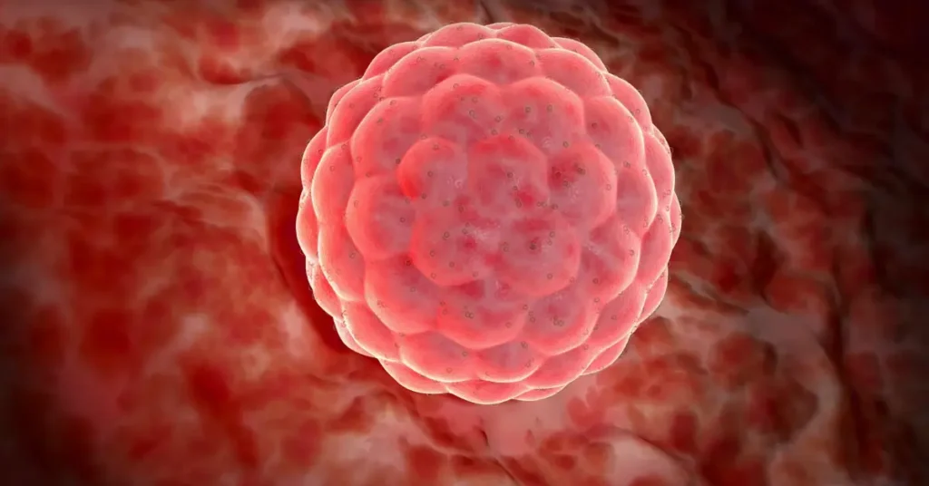 baby development at 1 week pregnant size and what is happening