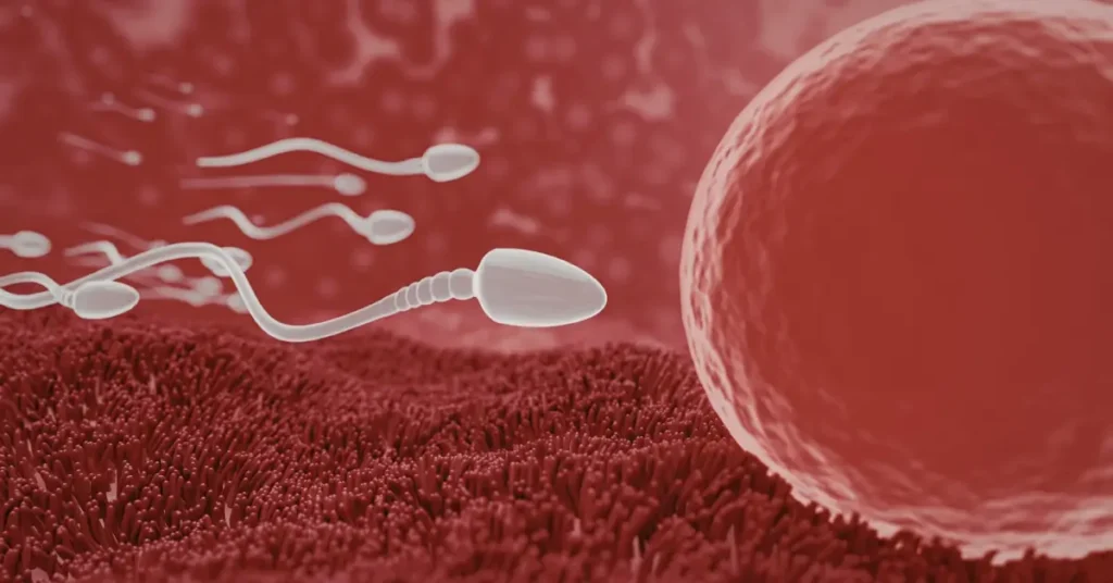 baby development at 2 weeks pregnant ovulation egg fertilization