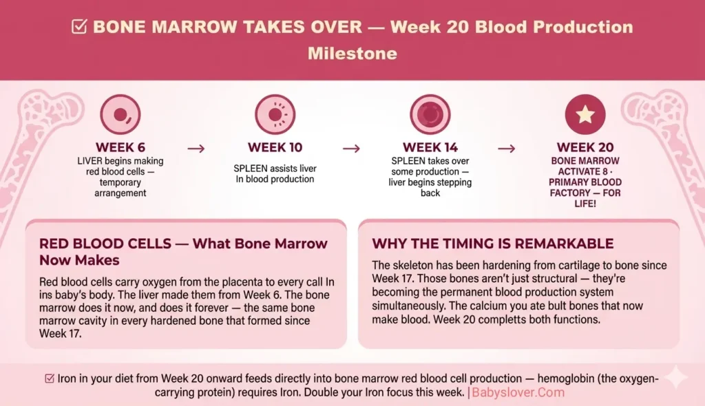 bone marrow making red blood cells 20 weeks pregnant liver no longer primary hematopoiesis timeline week 6 liver week 20 bone marrow permanent
