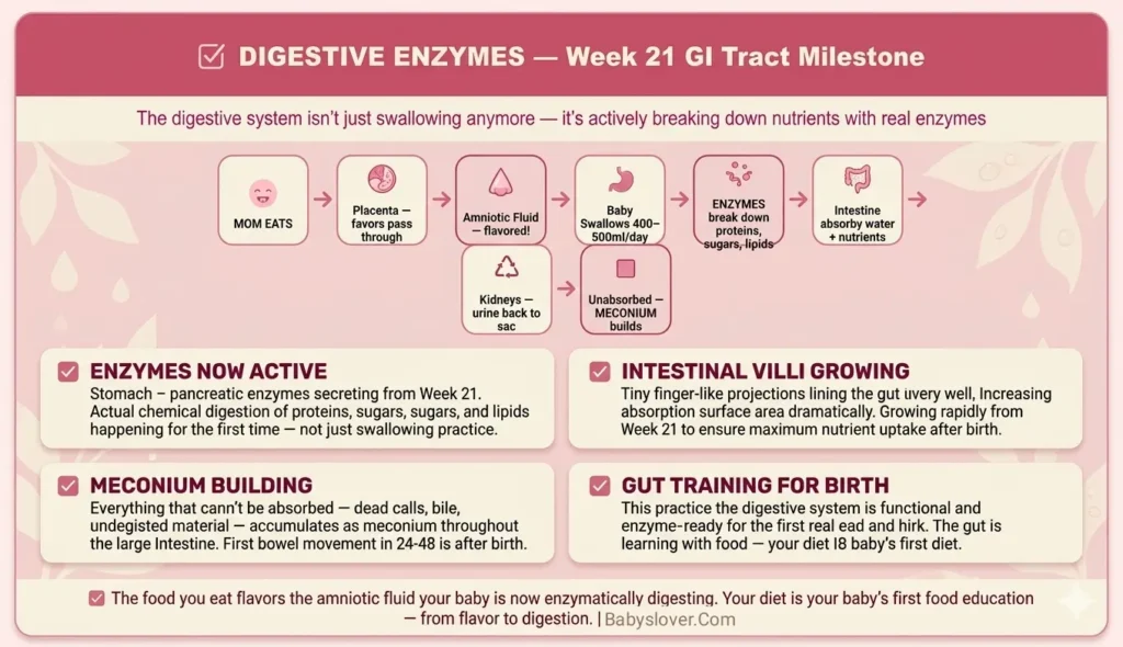 digestive system 21 weeks pregnant enzymes amniotic fluid swallowing meconium intestinal villi nutrients absorbed gut training baby development week 21
