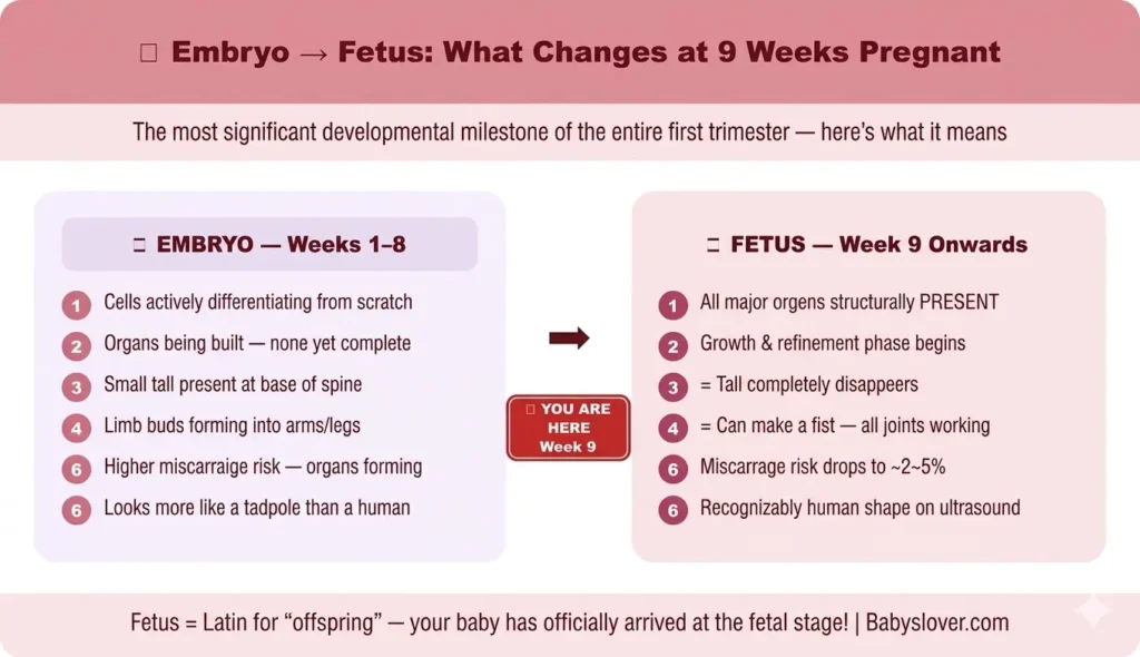 embryo to fetus week 9 pregnancy changes difference what happens development milestone