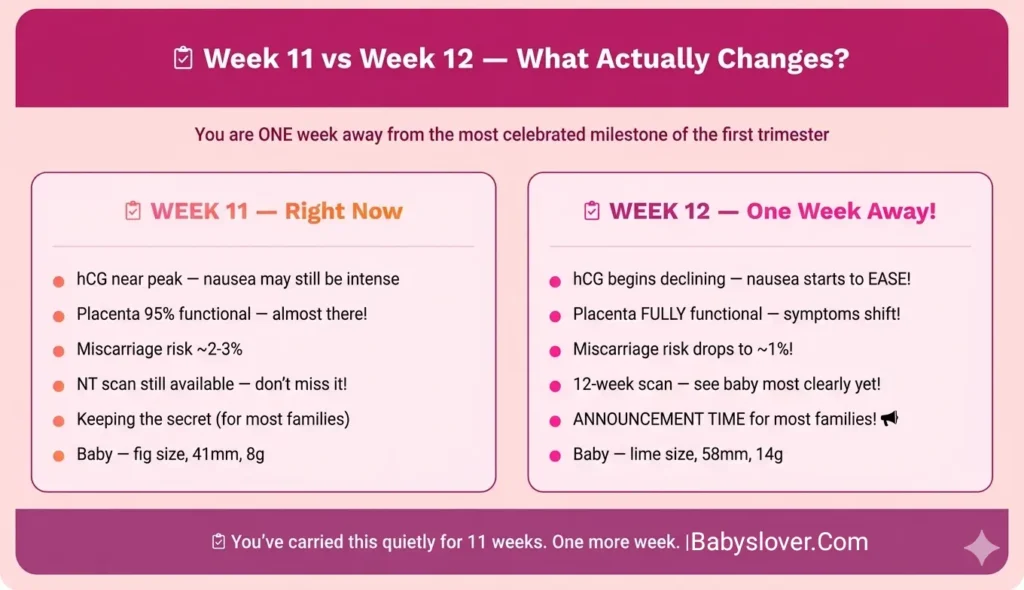 week 11 vs week 12 first trimester ending what changes hCG decline nausea eases miscarriage risk drops announcement pregnancy