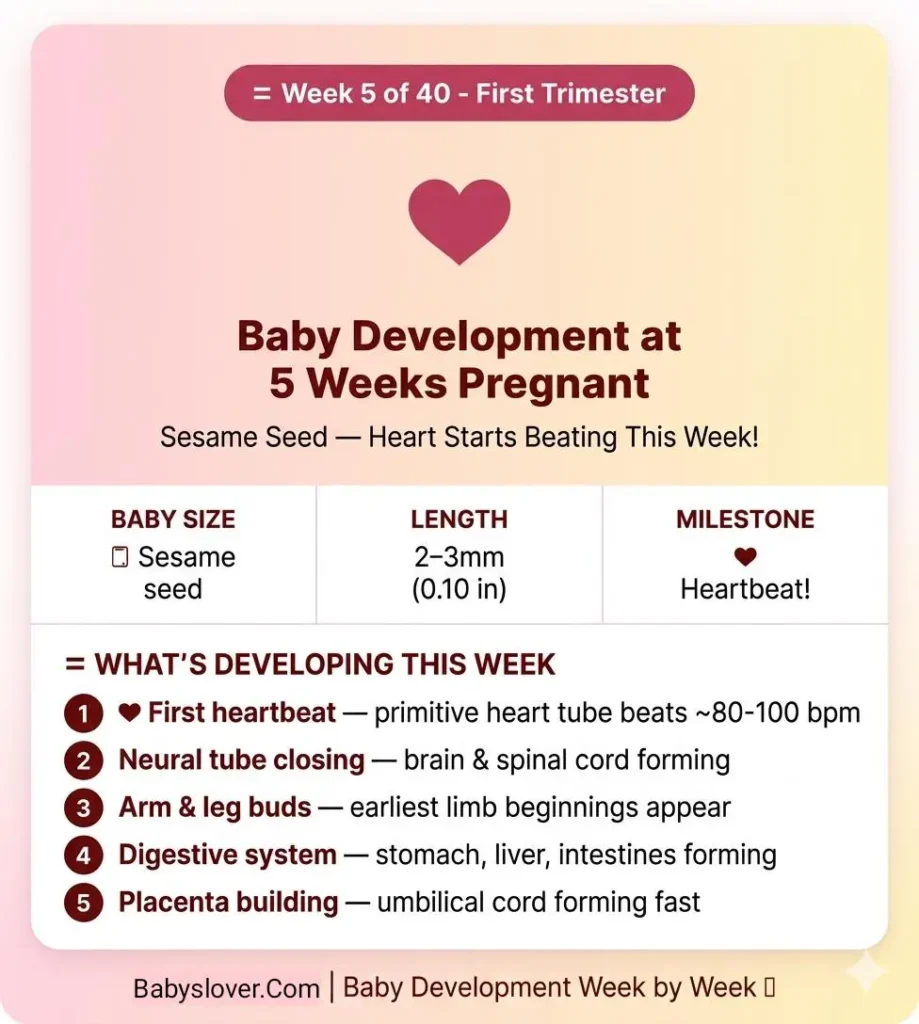 baby development at 5 weeks pregnant sesame seed heartbeat neural tube closing