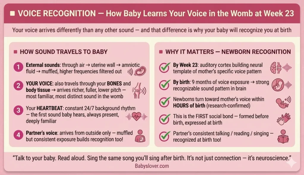 voice recognition baby womb 23 weeks pregnant mom voice bone conduction distinct from outside sounds auditory cortex neural template newborn recognizes mother at birth research