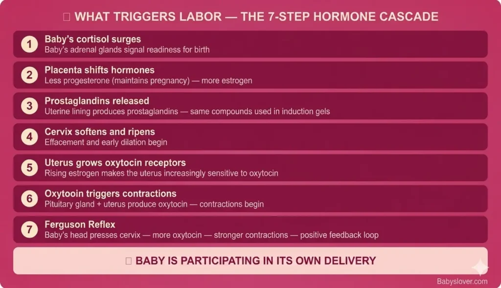 what triggers labor 37 weeks pregnant cortisol hormone cascade explained